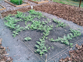 Cultivare-pepene-verde
